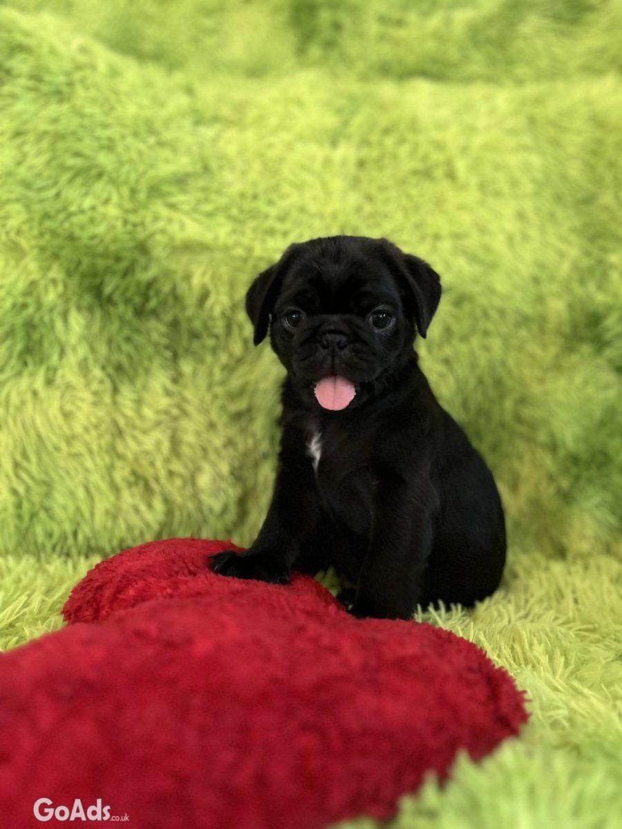 Panda pug/ Black pug