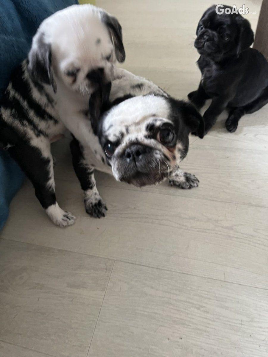 Panda pug/ Black pug