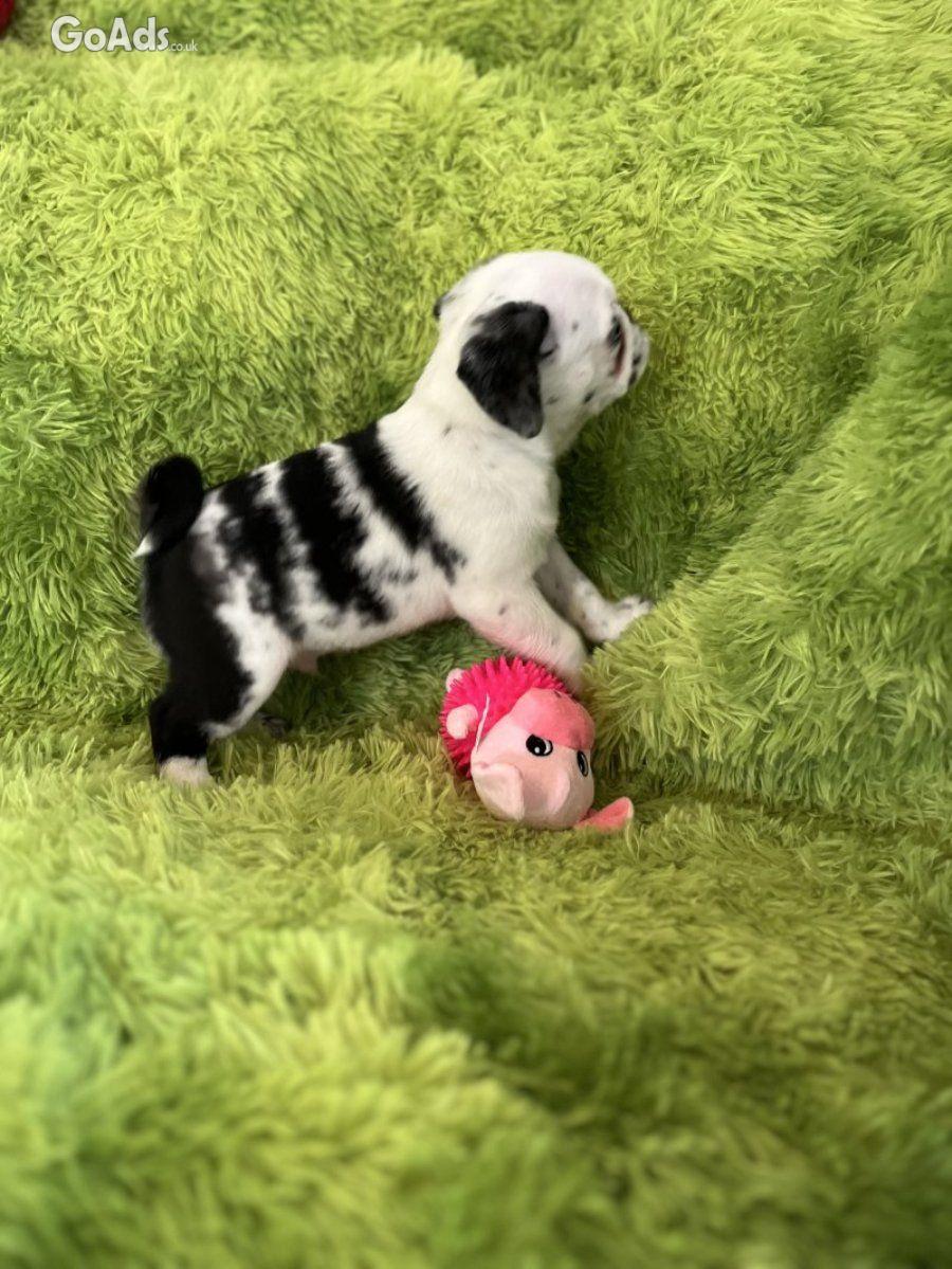 Panda pug/ Black pug