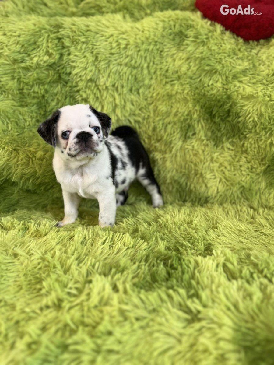 Panda pug/ Black pug