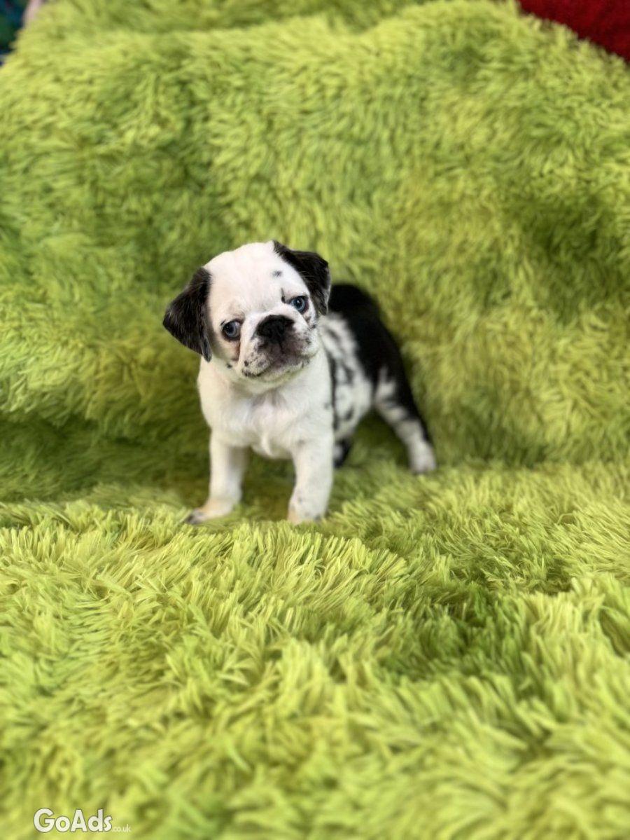 Panda pug/ Black pug