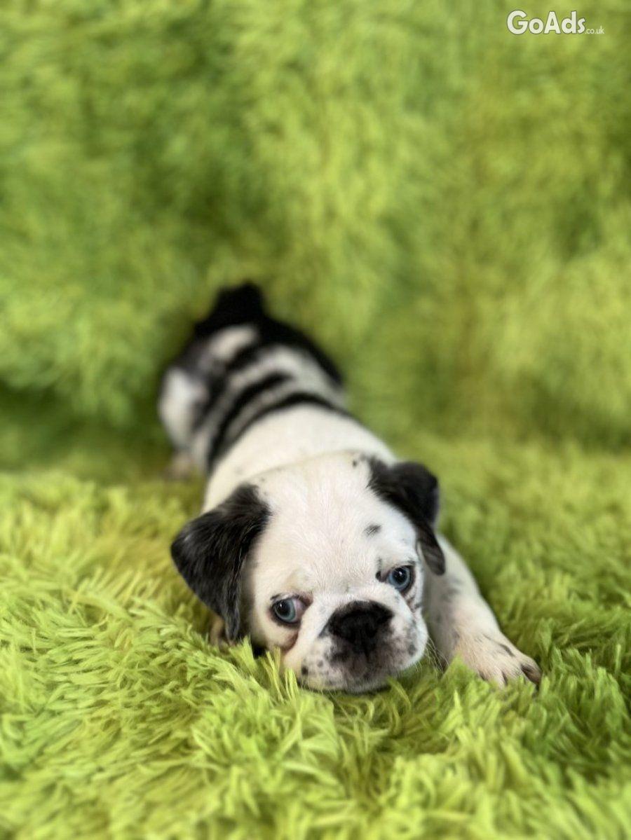 Panda pug/ Black pug