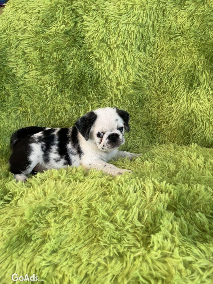 Panda pug/ Black pug