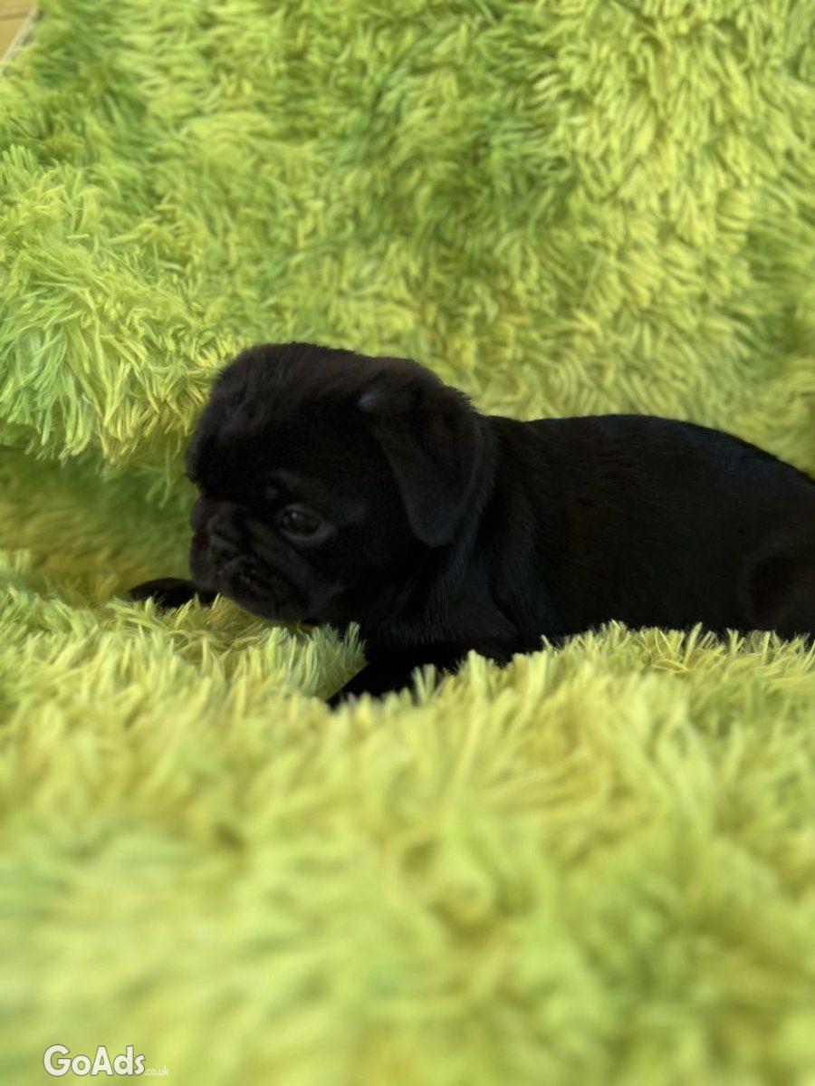 Panda pug/ Black pug