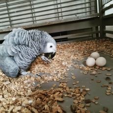 Parrots and Eggs for Sale