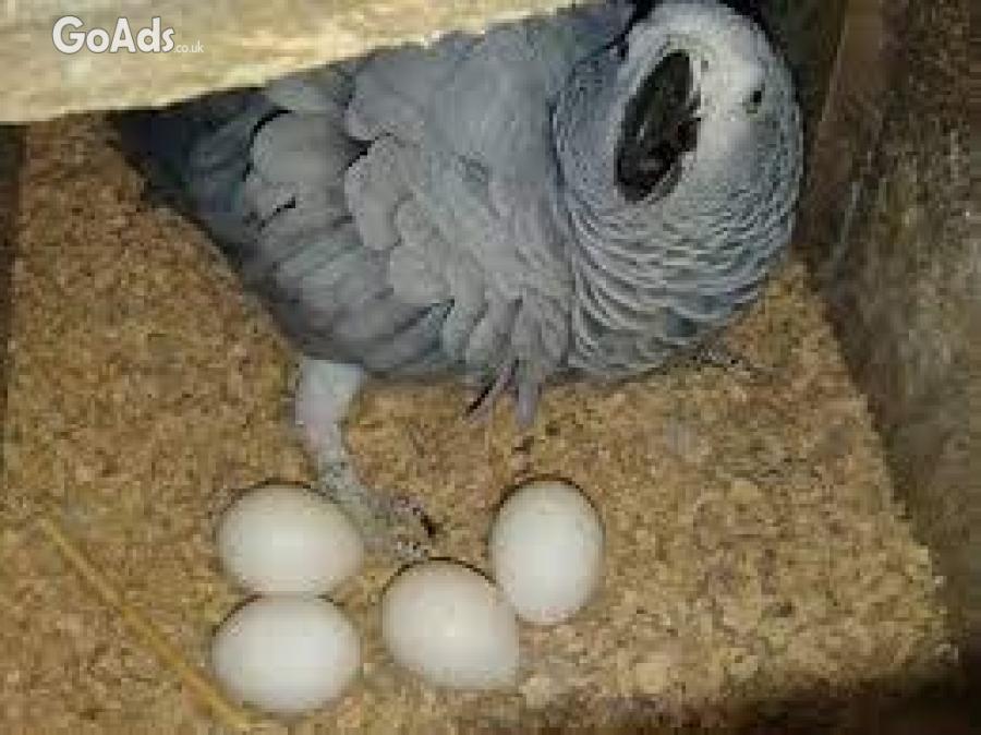 Parrots and Eggs for Sale