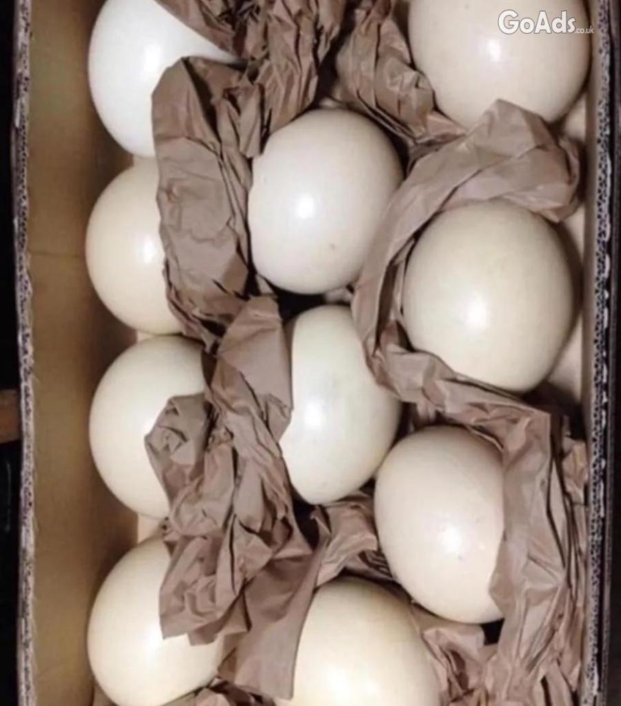 Parrots and Eggs for Sale