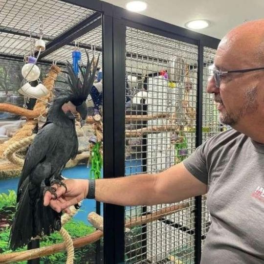 Parrots And Fertile Parrot Eggs For Sale
