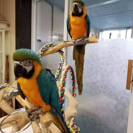 Parrots and Parrot Eggs