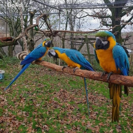 Parrots for sale online