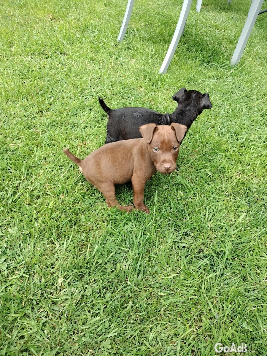 Patterdale terrier puppies 