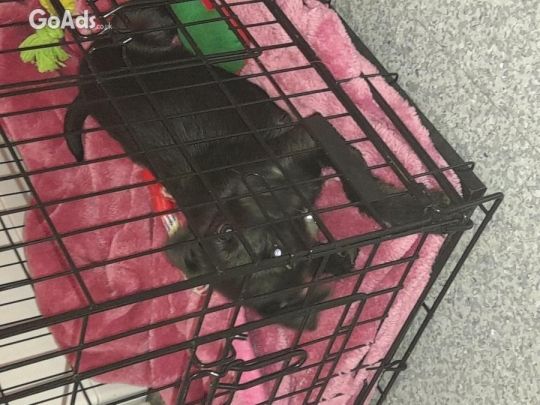 Patterjack 6 month