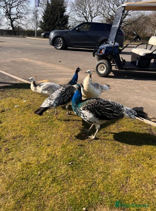 Peacocks and peahens for sale