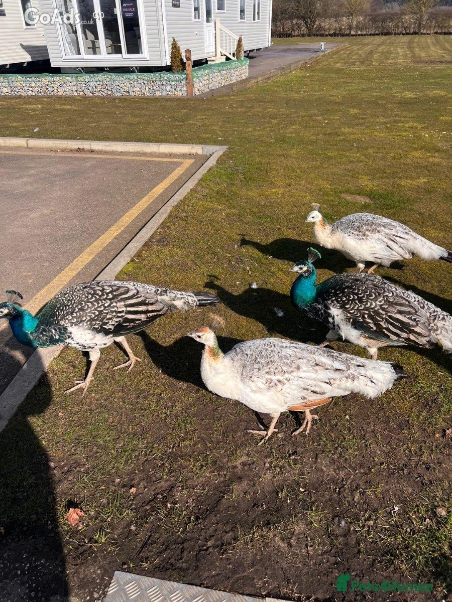 Peacocks and peahens for sale