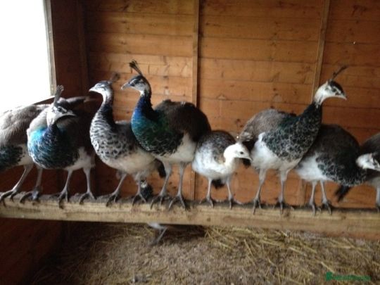 Peafowls for sale