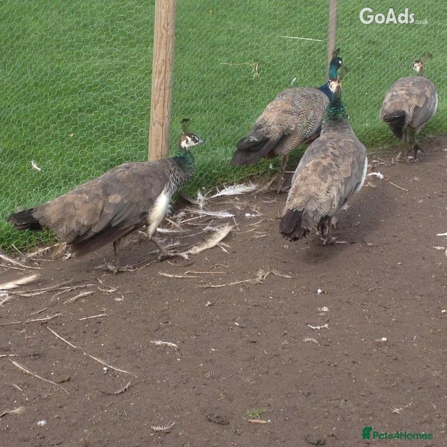 Peafowls for sale