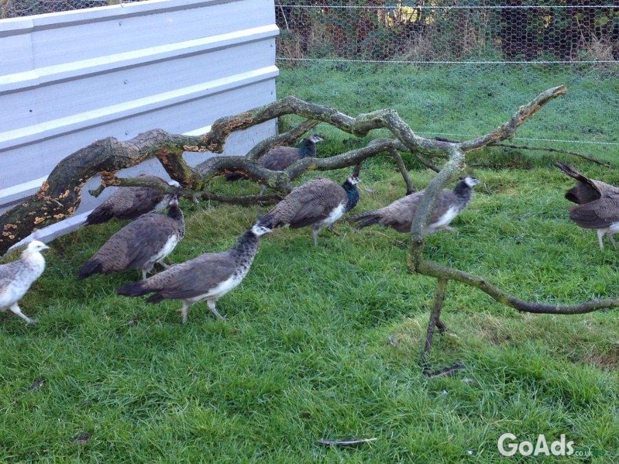 Peafowls for sale