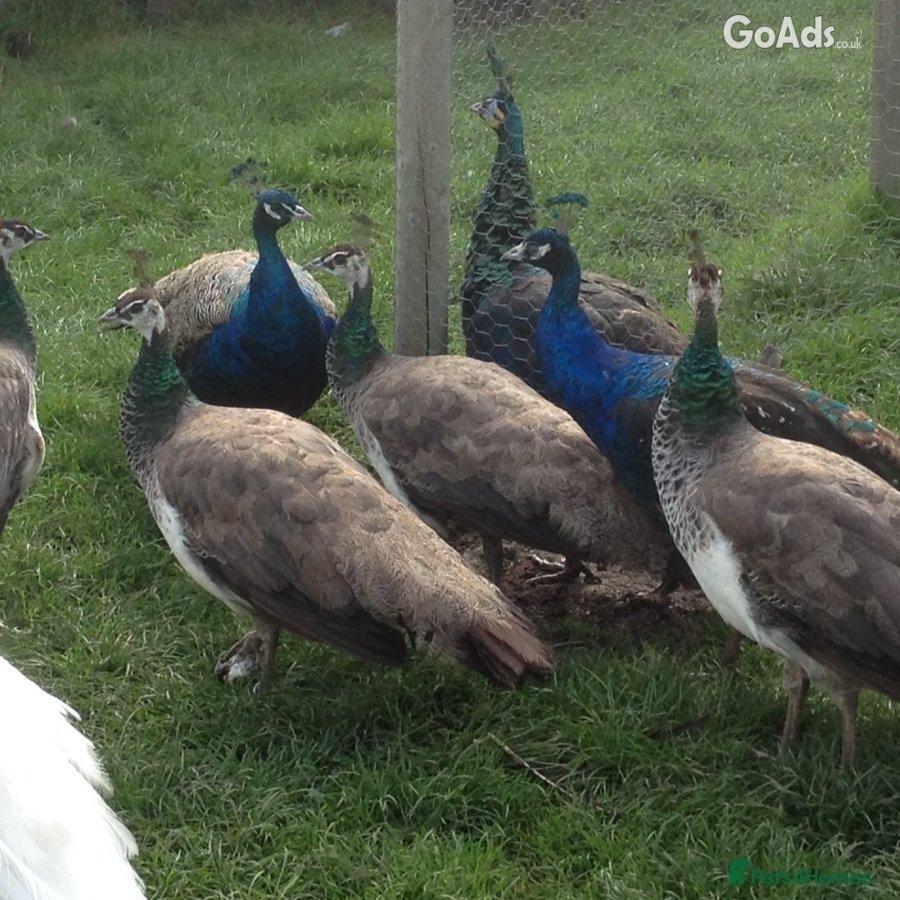 Peafowls for sale