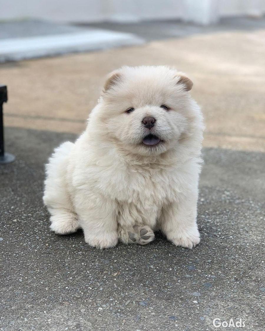 PEARL WHITE CHOW CHOW PUPS