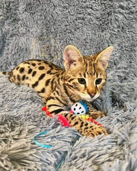 Pedigree Bengal kittens