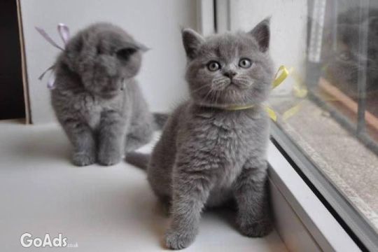 Pedigree British Shorthairs Available ‪WhatsApp +447482162214