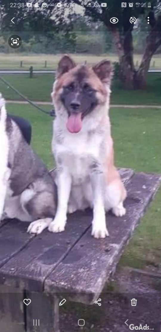 Pedigree Japanese Akita puppys