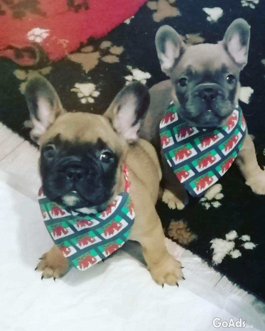 Pedigree KC french bulldog puppies WANTING A NEW LOVING HOME READY NOW