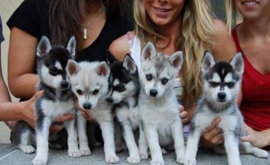 Pedigree Miniature Alaskan Klee Kai Puppies For Sale
