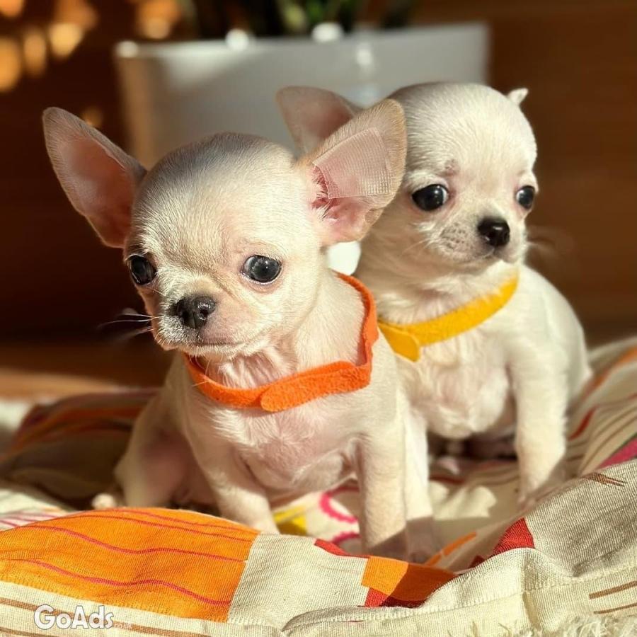 Pedigree Purebred Chihuahua Puppies