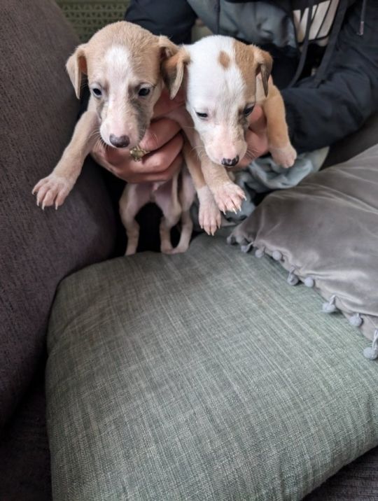 Pedigree whippet pups