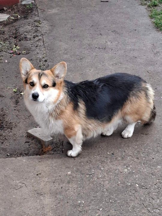 Pembroke Welsh Corgi pupies for sale