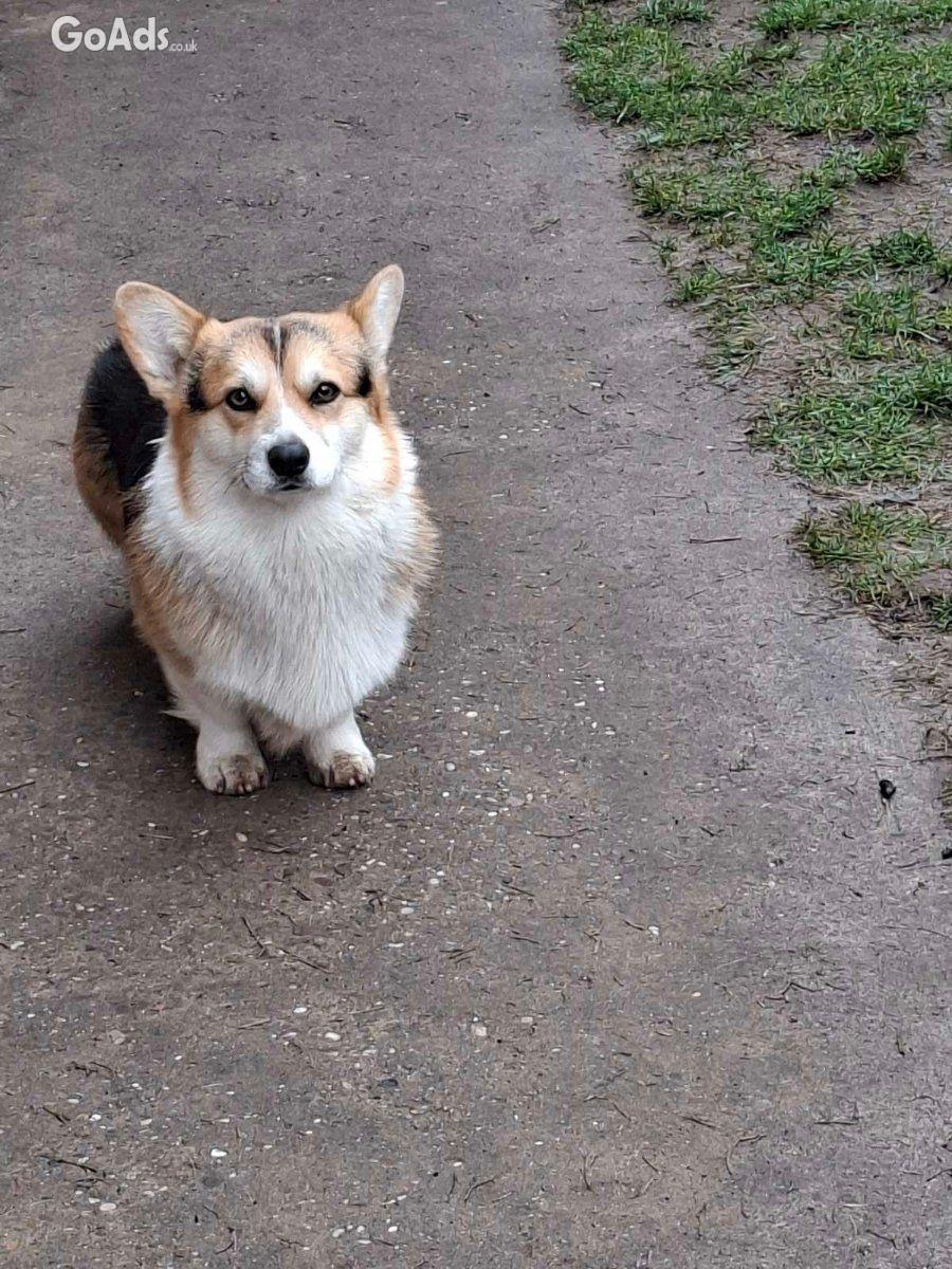 Pembroke Welsh Corgi pupies for sale