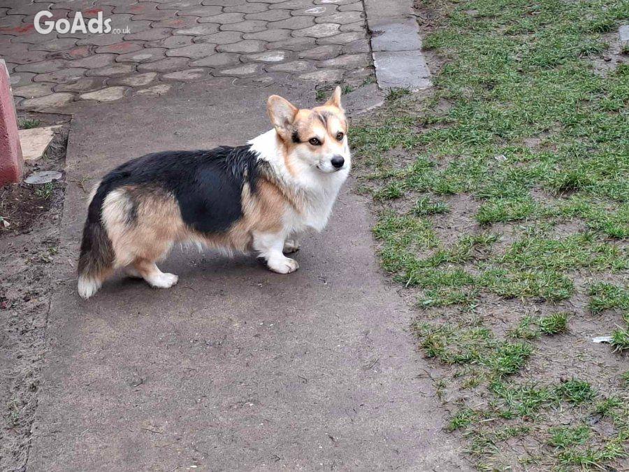 Pembroke Welsh Corgi pupies for sale