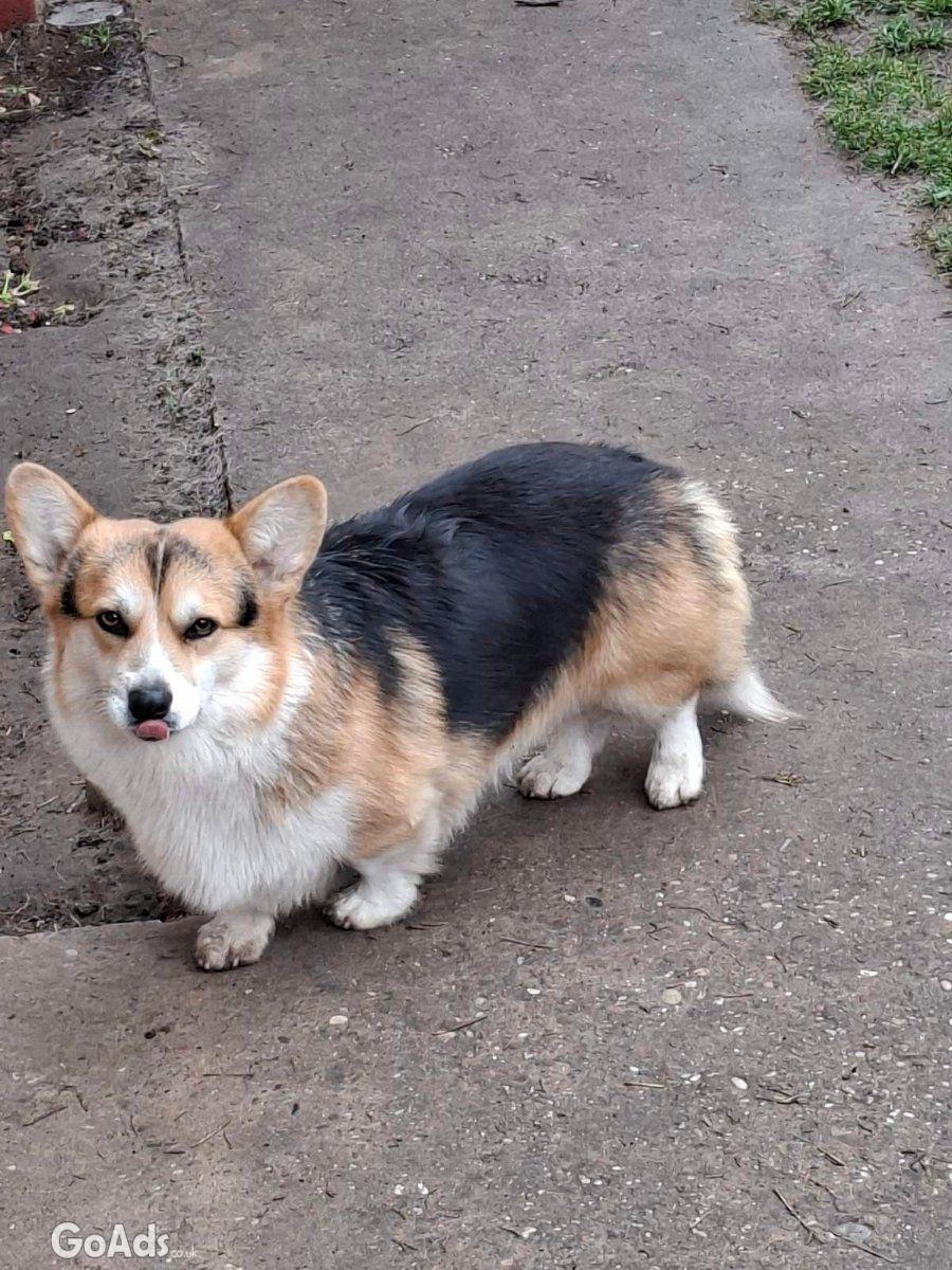 Pembroke Welsh Corgi pupies for sale