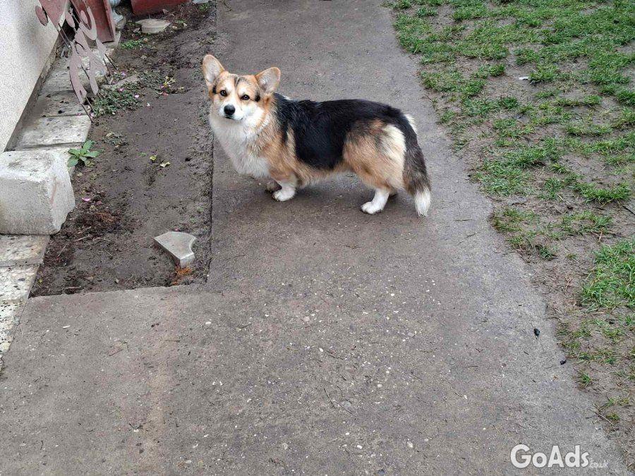 Pembroke Welsh Corgi pupies for sale