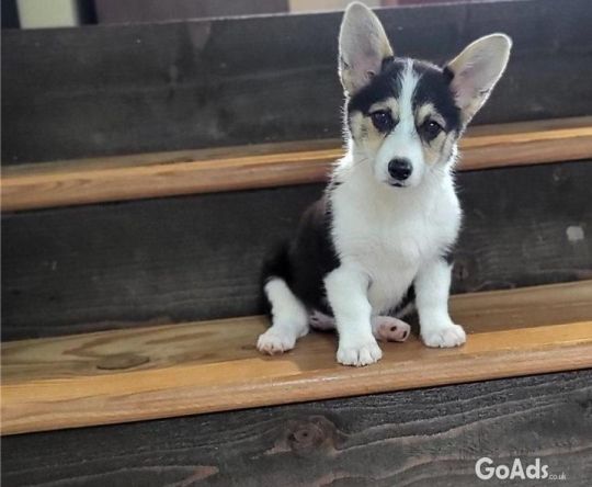 Pembroke Welsh Corgi Puppies