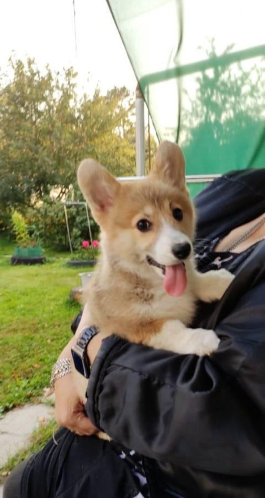 Pembroke Welsh Corgi puppies