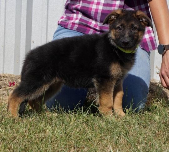 Perfect HIp-Elbow score pure German Shepherd puppies