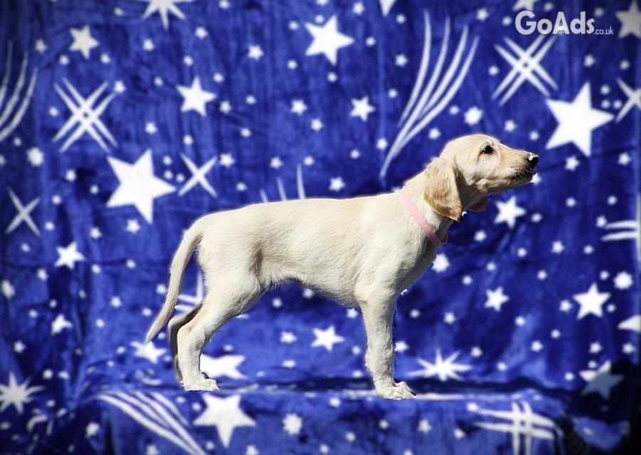Persian Greyhound Saluki