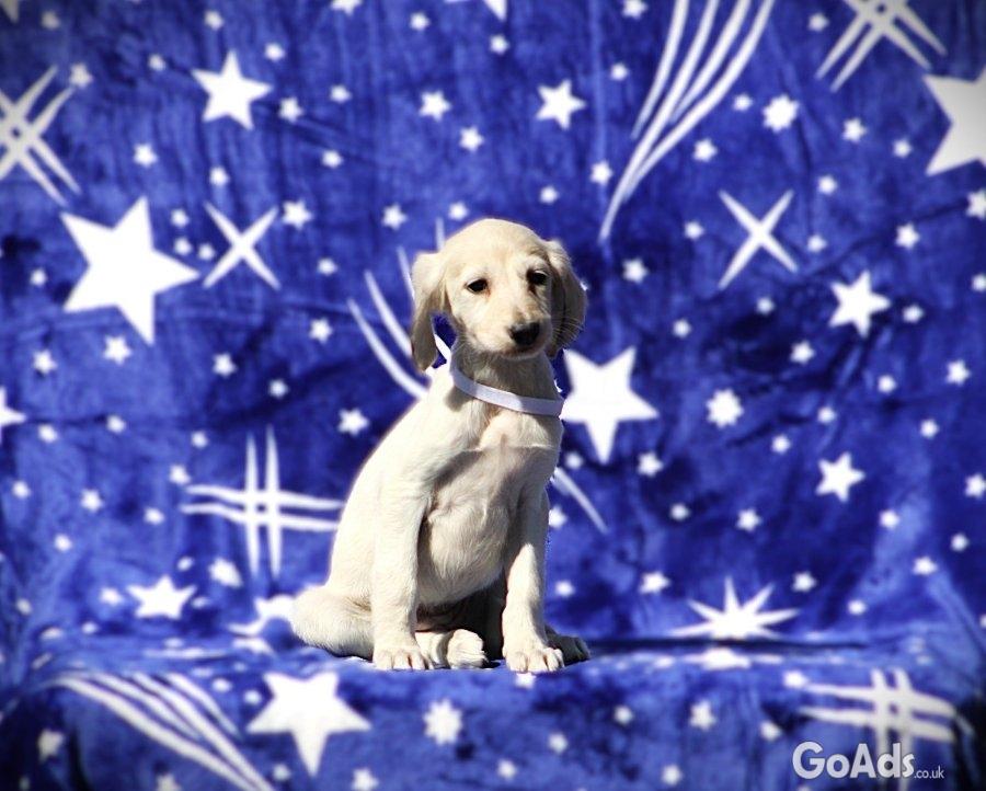 Persian Greyhound Saluki