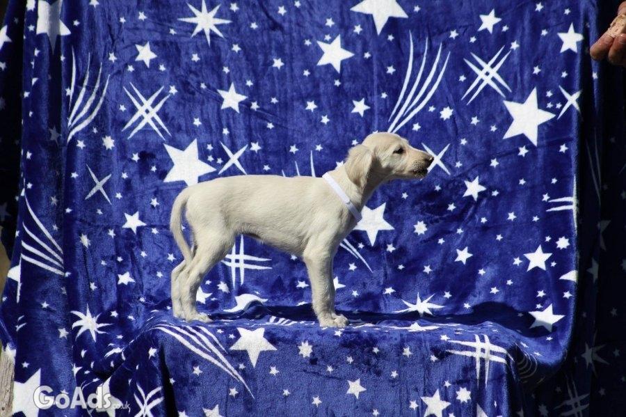 Persian Greyhound Saluki