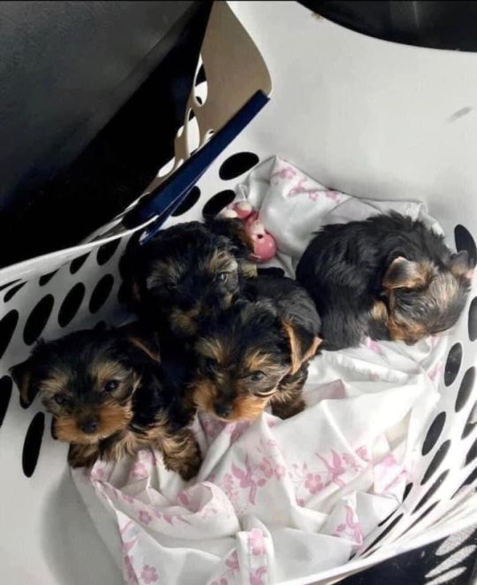 Pets available for adoption