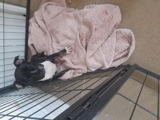 Pets for sale beautiful girl
