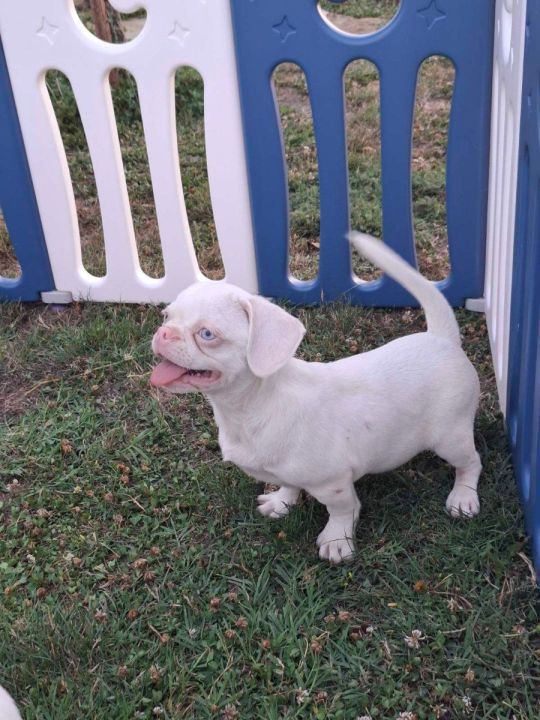 Pink....for sale
