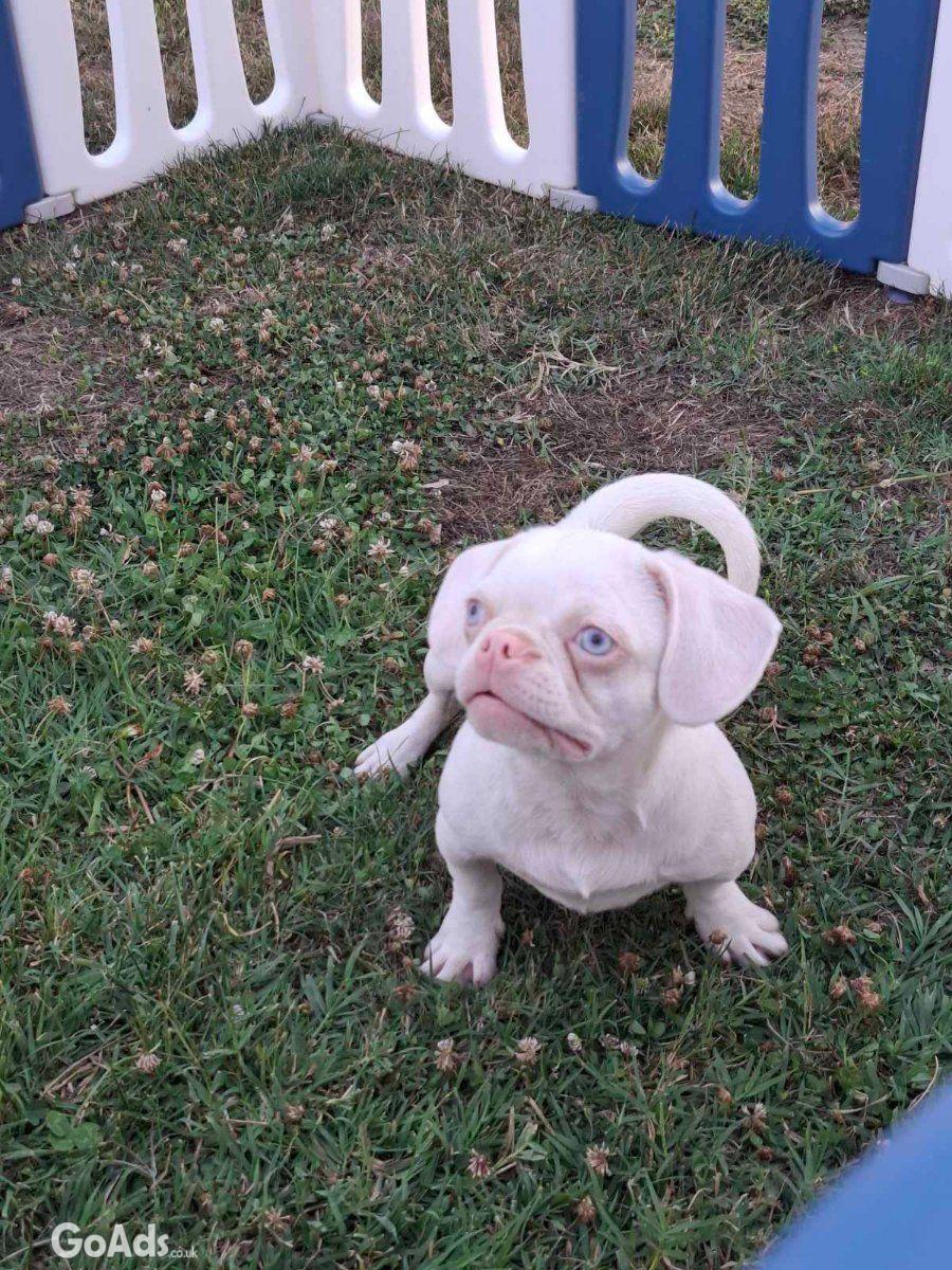 Pink....for sale