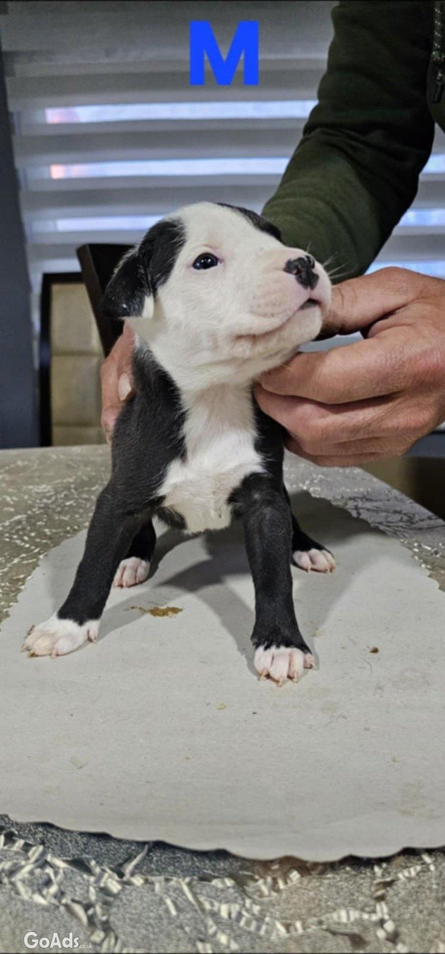 Pit blue is worn by Puppies