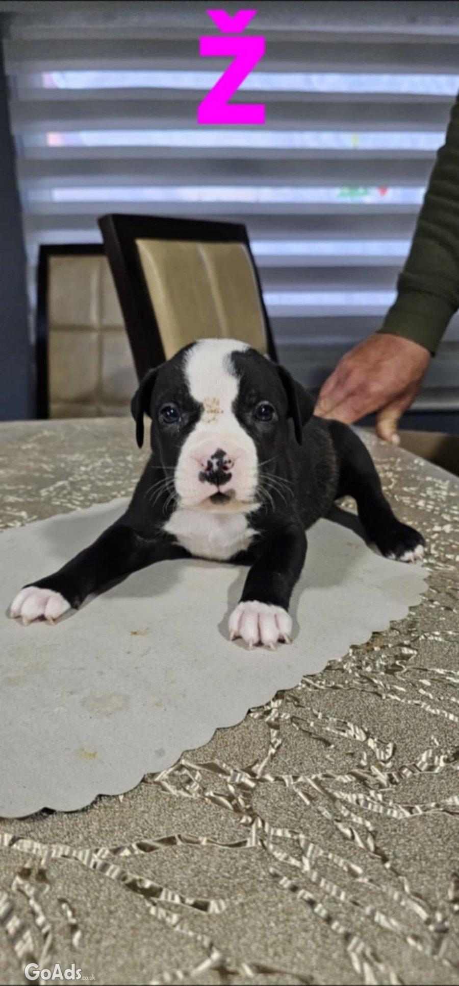 Pit blue is worn by Puppies