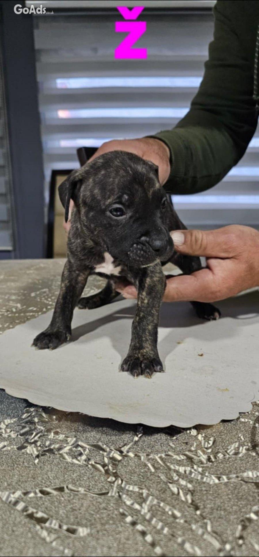 Pit blue is worn by Puppies