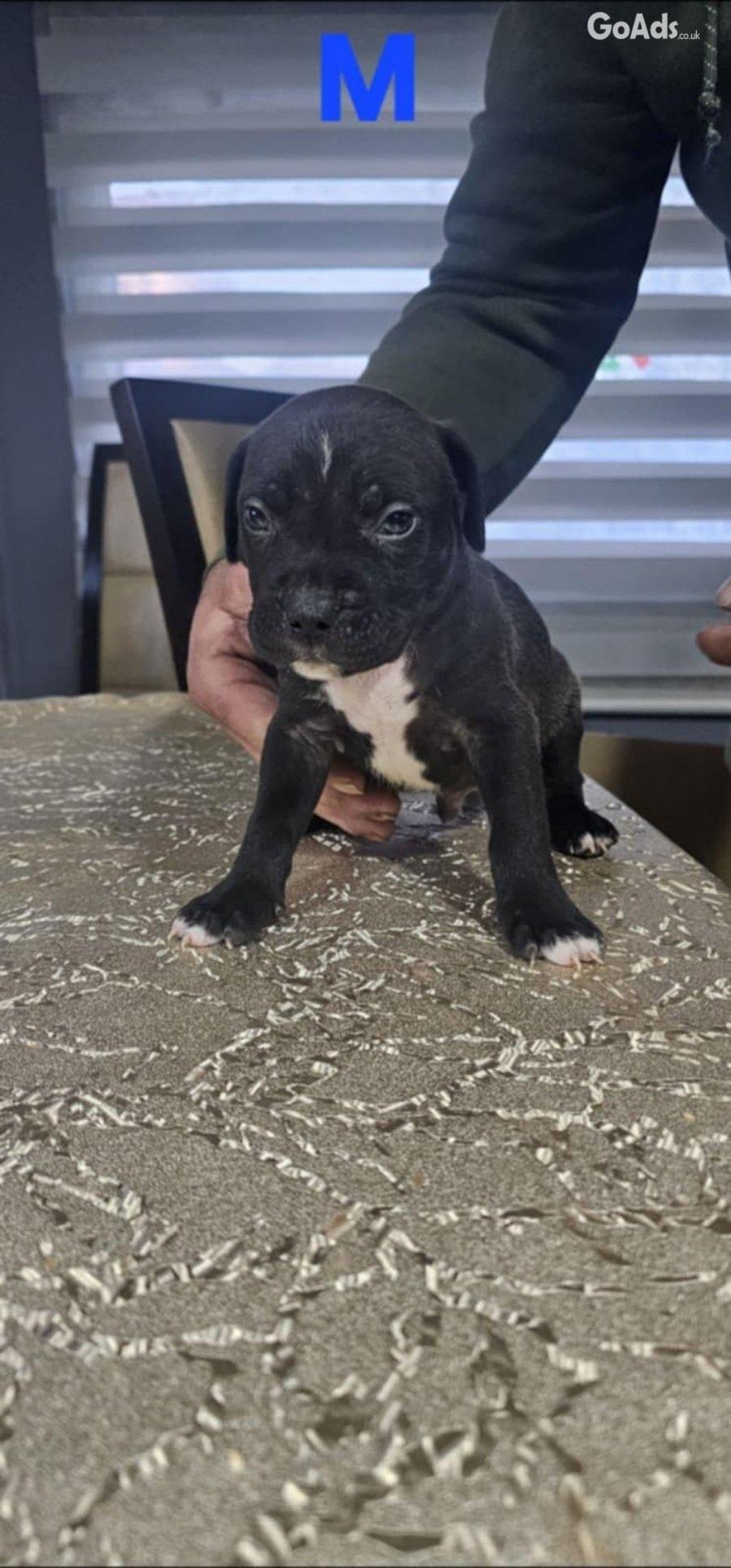 Pit blue is worn by Puppies
