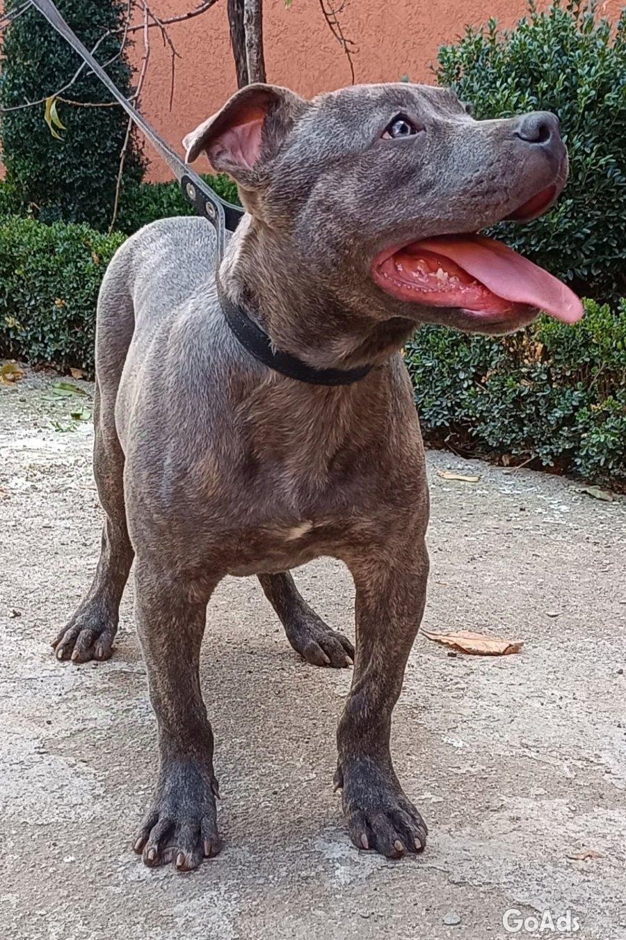 Pit bull bluenose male for sale
